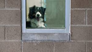 Appearance, biology, life cycle, habitat, diet, behavior: El Paso Animal Services Offers Adopt A Dog For 1 Friday