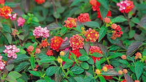 Image result for foto verbena