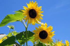 11,533 best flower sunshine ✅ free stock photos download for commercial use in hd high flower sunshine flowers high definition picture petals beautiful green leaves background high definition. Sunflowers Sunshine Flower Free Stock Photos In Jpeg Jpg 2766x1803 Format For Free Download 850 36kb
