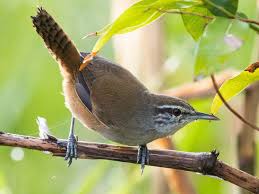 Image result for Isachne mauritiana