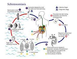 New Mechanism Found On How A Parasite Leads To Cancer