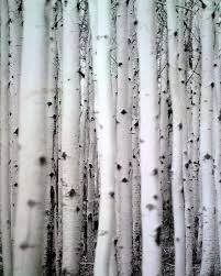 Birch Tree Bark And Stone Coupon Birch Trees Have Always Reminded Me Of Vacations In Maine When I Was Little They Are My Favorite Tree Nature Tree Birch Tree Beautiful Tree