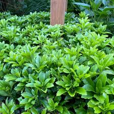 Image result for Pachycarpus spurius