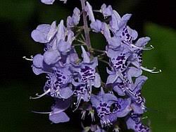 Image result for Plectranthus fruticosus