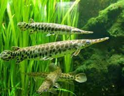 Bagaimana Membedakan Ikan Aligator Jantan Dan Betina Hewan Peliharaan Dictio Community