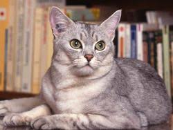 Burmilla Chats Et Chatons Photo Chat Races De Chats