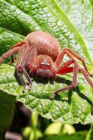 Download this free picture about spider huntsman badge from pixabay's vast library of public domain images and videos. Badge Huntsman Spider Neosparassus Diana By Ernst Jungledragon