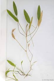 Image result for Potamogeton nodosus