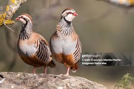 Image result for Alectoris rufa