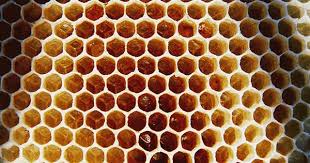Another Example Of Geometric Patterns In Nature Which Are Suitable For Use In Graphic Design Geometric Nature Geometry In Nature Sacred Geometry