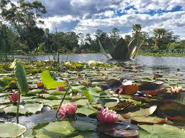 We did not find results for: Blue Lotus Water Garden 2019 20 Melbourne