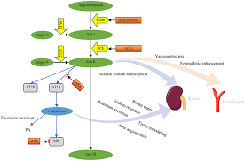 Renin angiotensin aldosterone system flow chart www. Frontiers The Interplay Between The Renin Angiotensin Aldosterone System And Parathyroid Hormone Endocrinology