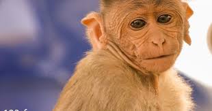 It's monkey business in Creve Coeur, as city asked to decide fate of three  emotional support simians