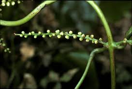 Image result for Dioscorea cayenensis