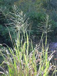 Image result for Panicum maximum