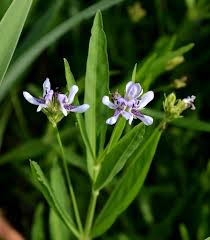 Image result for Acroceras zizanioides