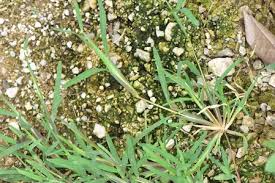 Image result for Chloris