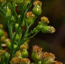 Image result for Erigeron sumatrensis