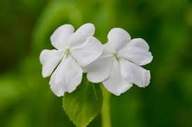Image result for Impatiens cecilii