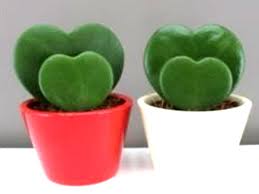 Check spelling or type a new query. Romantic Plants To Gift Him On This Valentine S Day