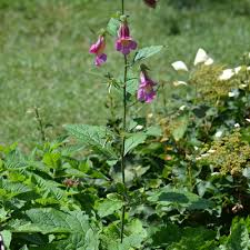 Image result for Aeollanthus rehmannii