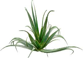 Image result for Aloe arborescens