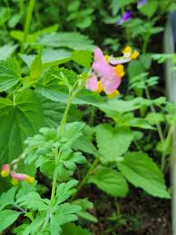 Image result for Xyris capnoides