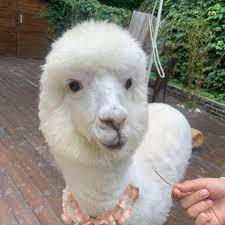 Allen Han (@hanallen) • Instagram photos and videos