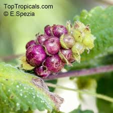 Image result for Phyla nodiflora