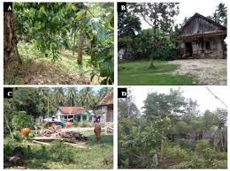 Best lawn mowers and tractors of 2021. Homegarden Ethnobotany Of Two Saibatin Villages In Lampung Indonesia Species Diversity Uses And Values Forest And Society