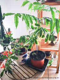 Faire Pousser Un Bebe Manguier 10 Main Street Avocatier Manguier Plante