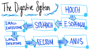 Digestive System Flowchart Diagram Quizlet