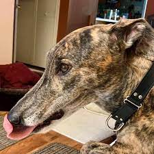 Greyhounds are ideal as pets. Greyhound Pet Adoption Maryland Home Facebook