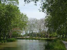 Perhaps as far back as 1670, in a botanical garden in england, a chance. Disease Threatens London Plane Trees Landscape Institute