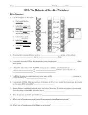 Label the sugar phosphate backbones. Advhbio Ch 10 Dna Worksheet 1 Name Period Date Dna The Molecule Of Heredity Worksheet Dna Structure 1 On The Diagram To The Right Circle And Label A Course Hero