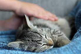 Erfahre hier, wie das töpchentraining für dich und dein baby möglichst unkompliziert und stressfrei funktioniert. Einschlafern Der Katze Herz Fuer Tiere De