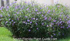 Flowering bushes can be a fantastic focal point in your yard. 610 Gardening And Growing Ideas Outdoor Gardens Garden Garden Inspiration