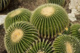 6 Cactus Adaptations In The Desert Succulent Alley