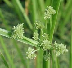 Image result for Cyperus difformis