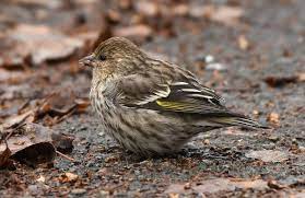 Wdfw Bird Feeders Blamed For Deadly Salmonella Outbreak Among Wild Birds The Daily Chronicle