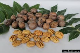 We did not find results for: Buy Grafted Pecan Nut Trees Carya Illinoinensis Category