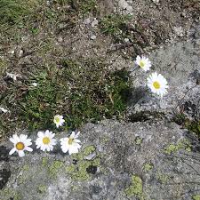 God's identification with his creation in sending his son jesus to die for our. A Dayspring To The Dimness Of Us Faithful Companions Of Jesus