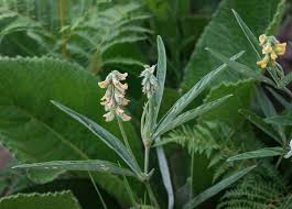 Image result for Eriosema psoraleoides