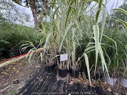 Image result for Arundo donax