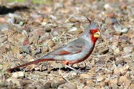 Yellow Birds Of Arizona Desert Mark Beeson Pyrrhuloxia A Rare Sighting Bird Photo Habitats Birds