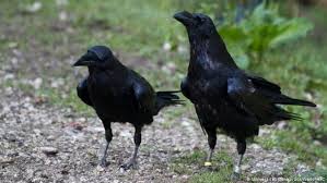 To prowl for food : Ravens Are As Intellectually Skilled As Chimpanzees Study News Dw 11 12 2020