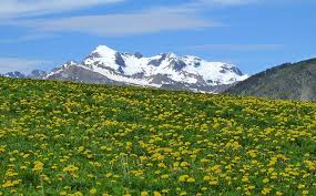 Check spelling or type a new query. Landschaft Alpen Im Sommer Wiese Chalet Amata Vita