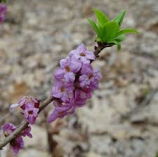 Image result for Daphne mezereum
