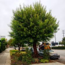 Image result for Searsia tomentosa