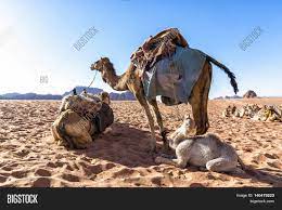 Camels traveling together under human control, usually in single file , 'a group of camels is called as a caravan, flock, train or herd.' there's no need for a collecive name, not because they don't meet other platypuses, but because where they choose to live. Dromedary Camels Wadi Image Photo Free Trial Bigstock